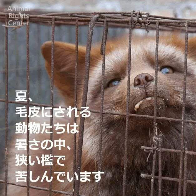 毛皮の実態 犬猫殺処分廃止への一票